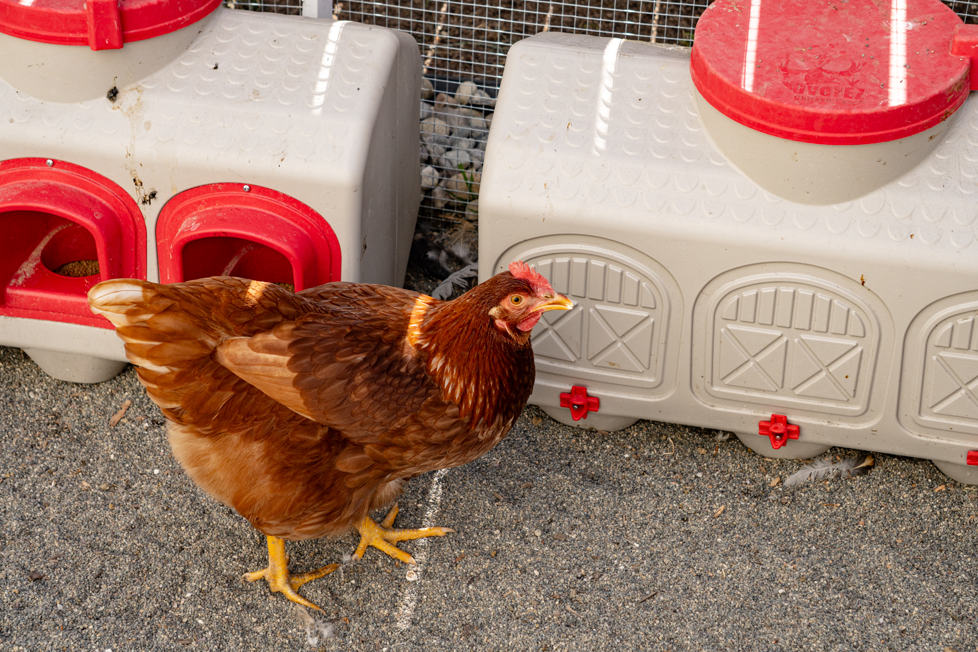 A brown chicken stands on gravel near plastic chicken coops with red roofs and gray walls, looking up toward the camera. White feathers scattered nearby hint at fresh Vermont poultry products raised in a natural setting.