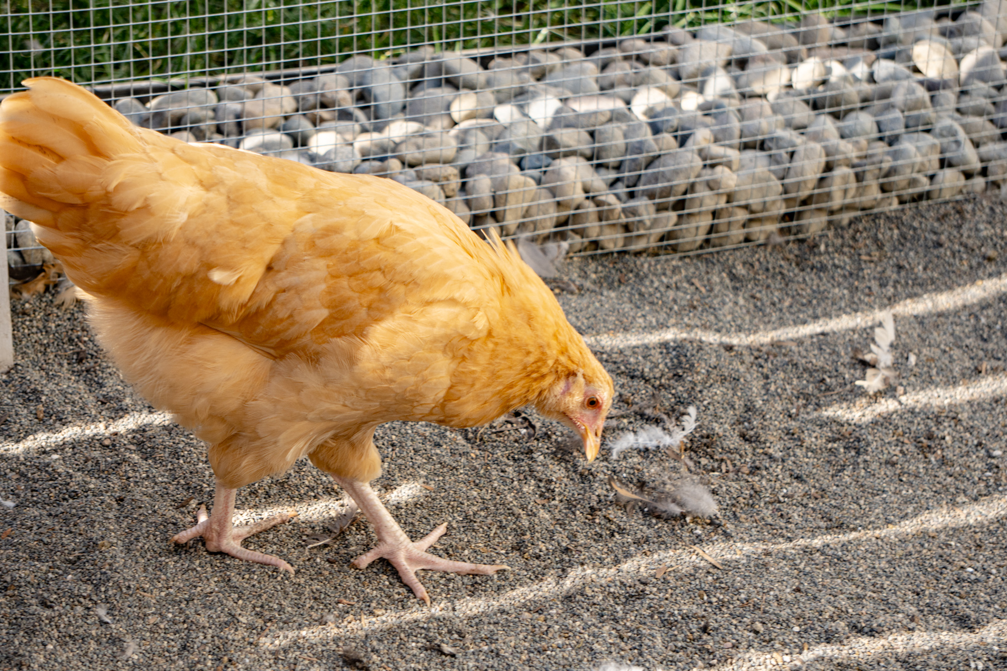 A buff-colored chicken stands on coop sand near a wire fence, pecking at the ground. Smooth rocks are piled behind the fence, and sunlight casts shadows across the area.
